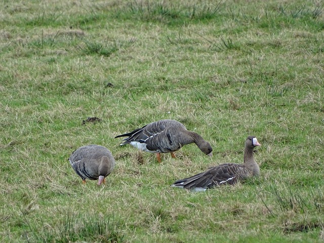 中国男双项 中国男双项